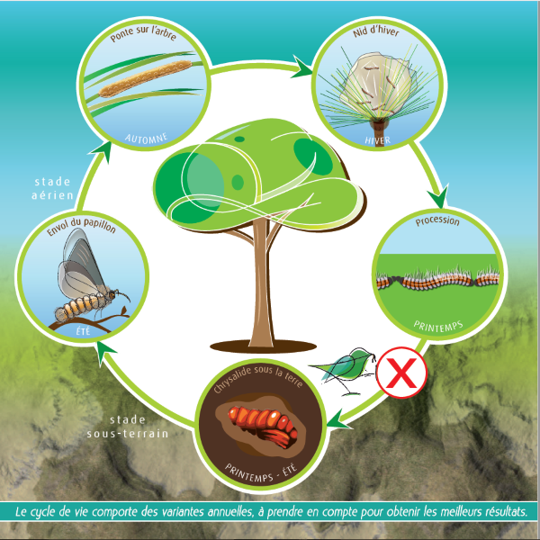 Cycle de vie chenilles 